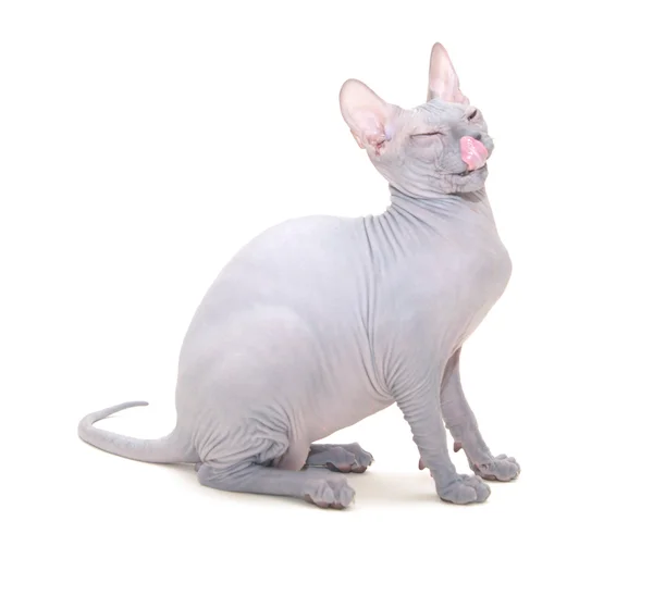 Sphinx cat isolated — Stock Photo, Image