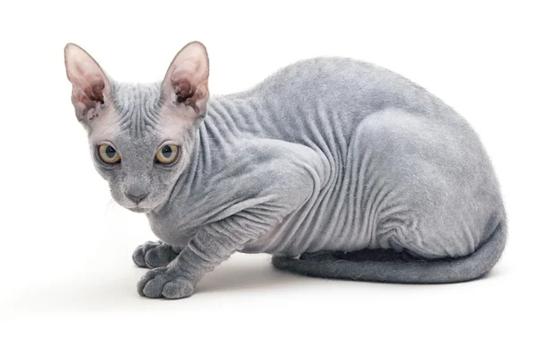 Sphinx kat geïsoleerd — Stockfoto