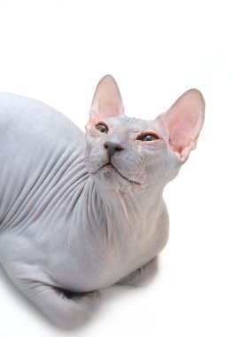 Sphynx kittenSphynx kedi yavrusu