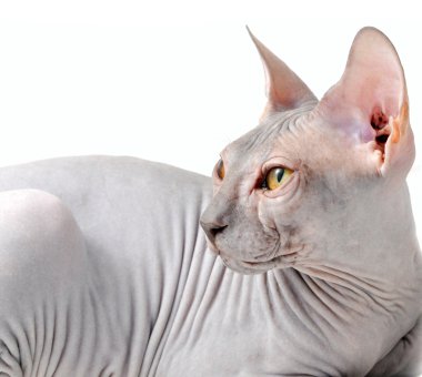 Sphynx kittenSphynx kedi yavrusu