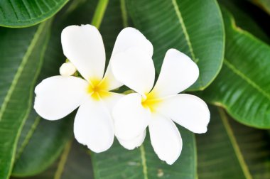 Plumeria çiçeklerin tatlı yeşil yaprakları üzerinde