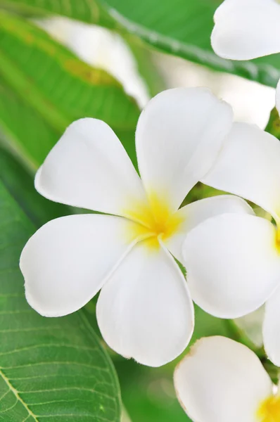 Plumeria blommor närbild på gröna blad — Stockfoto