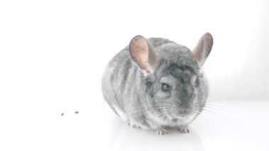 Gri çinçilya beyazda yalıtılmış