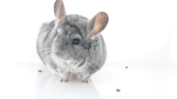 Grey chinchilla. isolated. — Stock Video