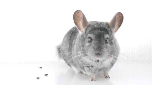 Gray chinchilla isolated on white — Stock Video