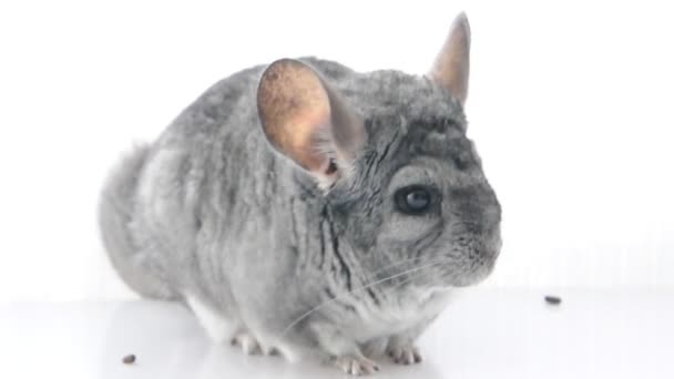 Chinchilla gris. isolé . — Video