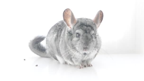 Chinchilla gris. isolé . — Video