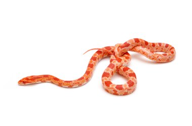 scaleless Mısır yılan, pantherophis guttatus