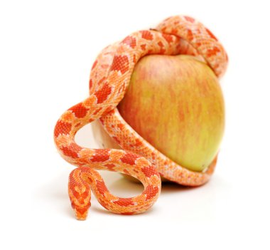 scaleless Mısır yılan, beyaz arka plan önünde pantherophis guttatus