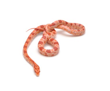 scaleless Mısır yılan, beyaz arka plan önünde pantherophis guttatus