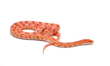 scaleless Mısır yılan, beyaz arka plan önünde pantherophis guttatus