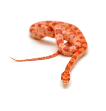 scaleless Mısır yılan, beyaz arka plan önünde pantherophis guttatus