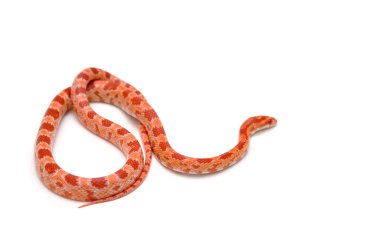 scaleless Mısır yılan, beyaz arka plan önünde pantherophis guttatus