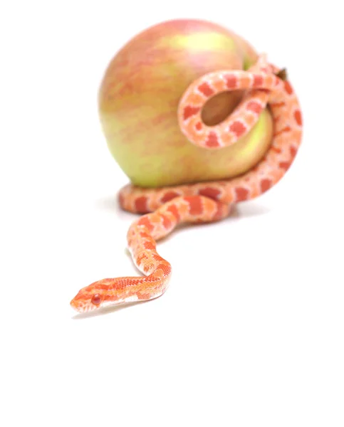 Scaleless Corn Snake, Pantherophis Guttatus — Stock Photo, Image