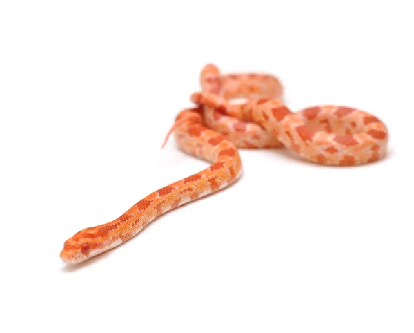 Scaleless kukorica kígyó, Pantherophis Guttatus — Stock Fotó