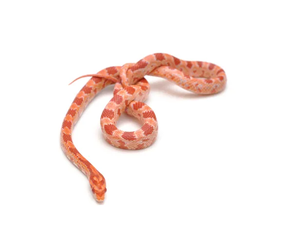 Scaleless Corn Snake, Pantherophis Guttatus, in front of white background — Free Stock Photo