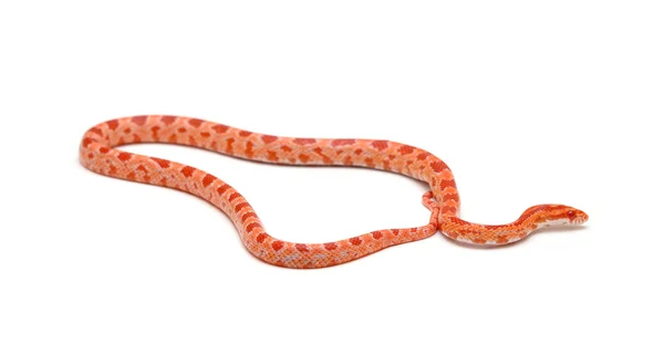 Εκμεταλλευόμενο καλαμπόκι φίδι, pantherophis guttatus, μπροστά από το λευκό φόντο — Φωτογραφία Αρχείου