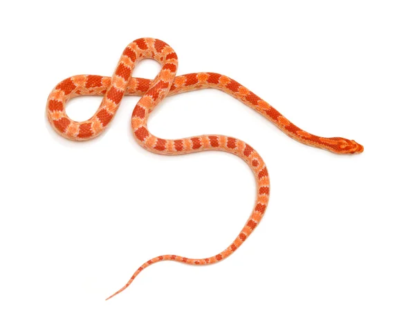 Scaleless Corn Snake, Pantherophis Guttatus, in front of white background — Stock Photo, Image