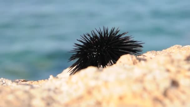 Oursin sur un rocher au bord de la mer — Video