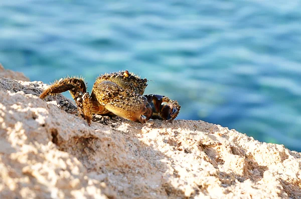 Krab op de rots — Stockfoto