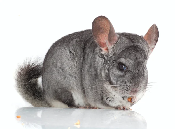 Grijze chinchilla geïsoleerd op wit — Stockfoto