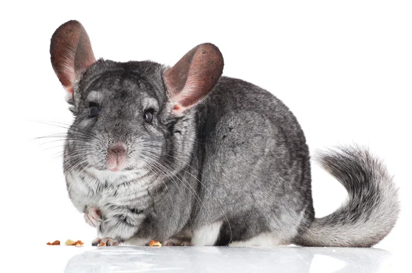 Chinchilla gris isolé sur blanc — Photo