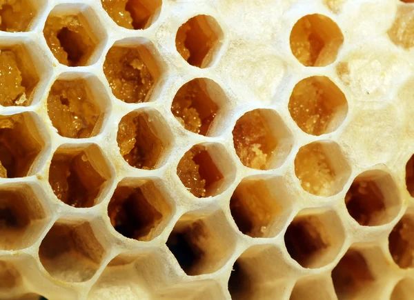 Comb-honey — Stockfoto