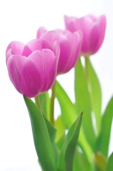 Macro of Purple Tulips — Stock Photo, Image