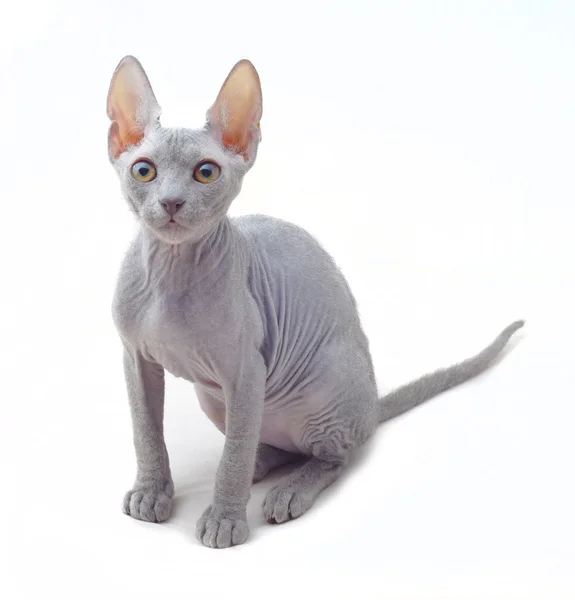 Sphinx cat — Stock Photo, Image