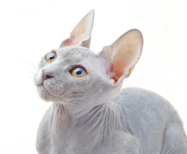 Kot sfinks — Zdjęcie stockowe