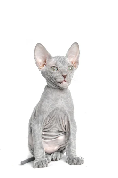 Sphinxkatze — Stockfoto