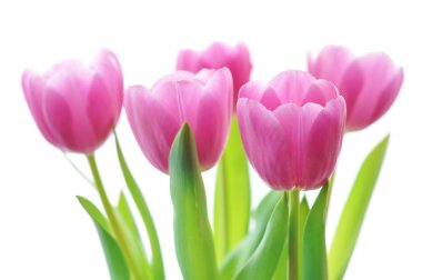 pink and purple tulips clipart
