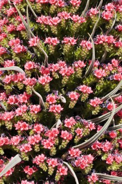 echium wildpretii. Teide Milli Parkı, las canadas del teide