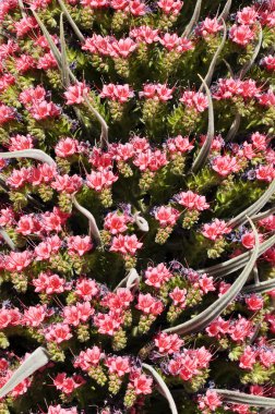 Echium wildpretii. Teide national park, las canadas del teide clipart