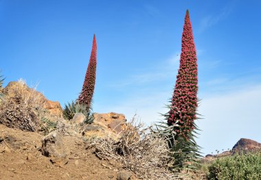 echium wildpretii. Teide Milli Parkı, las canadas del teide