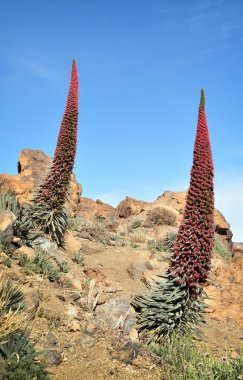 echium wildpretii. Teide Milli Parkı, las canadas del teide