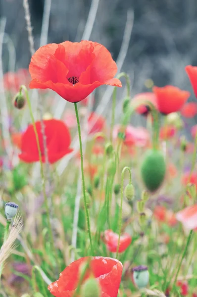 Roter Mohn — Stockfoto