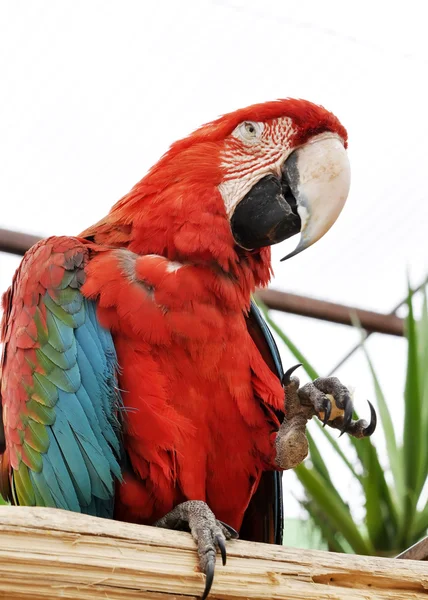 Parrot yellow — Stock Photo, Image