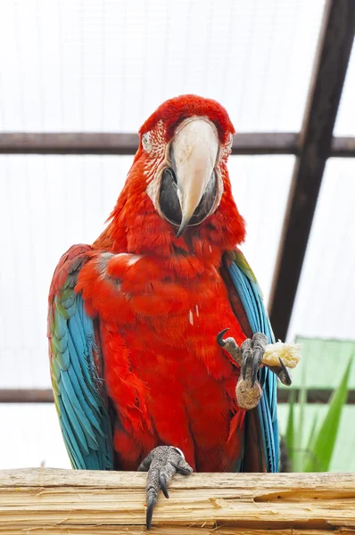 Papuga żółty — Zdjęcie stockowe