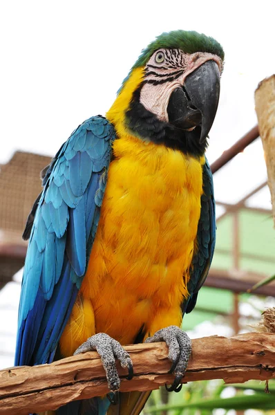 Parrot yellow — Stock Photo, Image