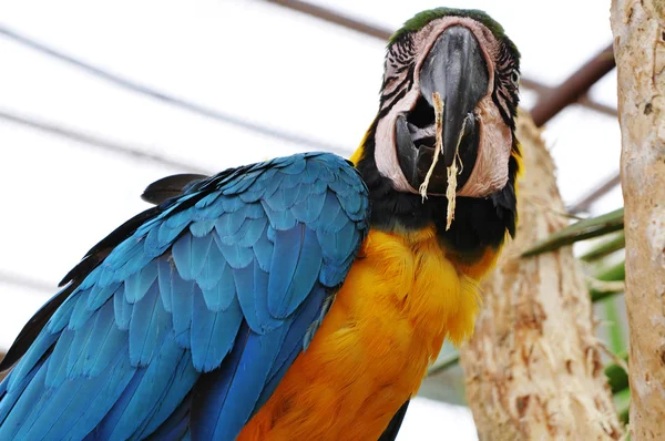 Papuga żółty — Zdjęcie stockowe