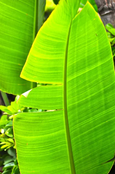 Banana garden — Stockfoto