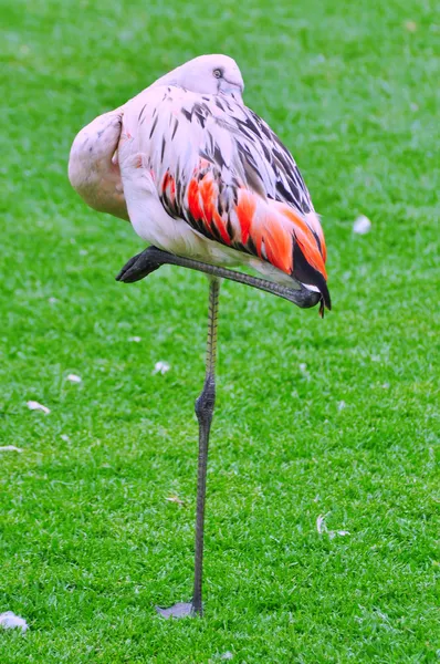 Flamingo — Foto de stock gratuita