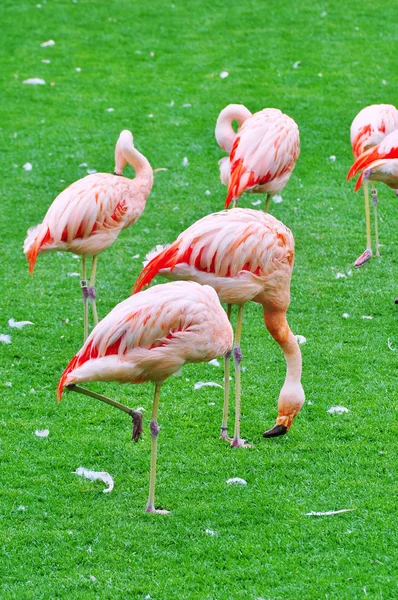 Flamingo — Stock Photo, Image