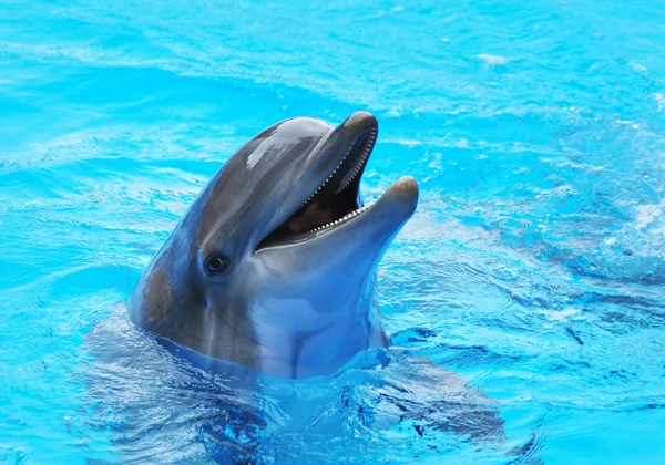 Dolphins — Stock Photo, Image