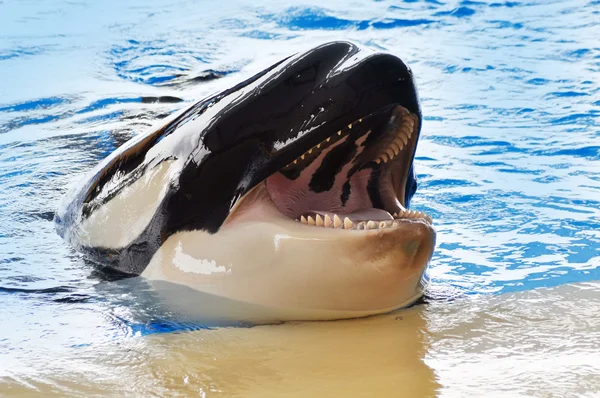 Vahşi balina — Stok fotoğraf