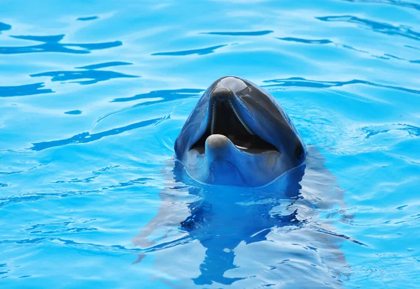 Delfíni — Stock fotografie