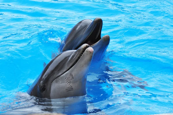 Dolphins — Stock Photo, Image