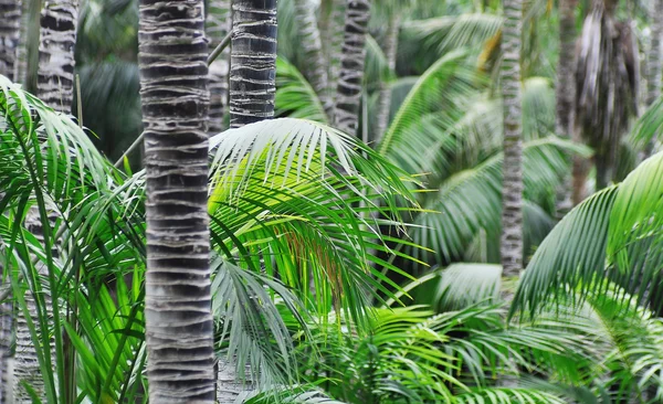 Palm trees — Free Stock Photo
