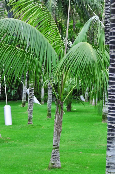 Palm trees — Stock Photo, Image